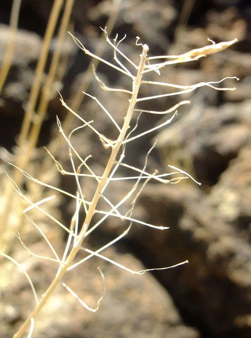 Descurainia bourgaeana bark
