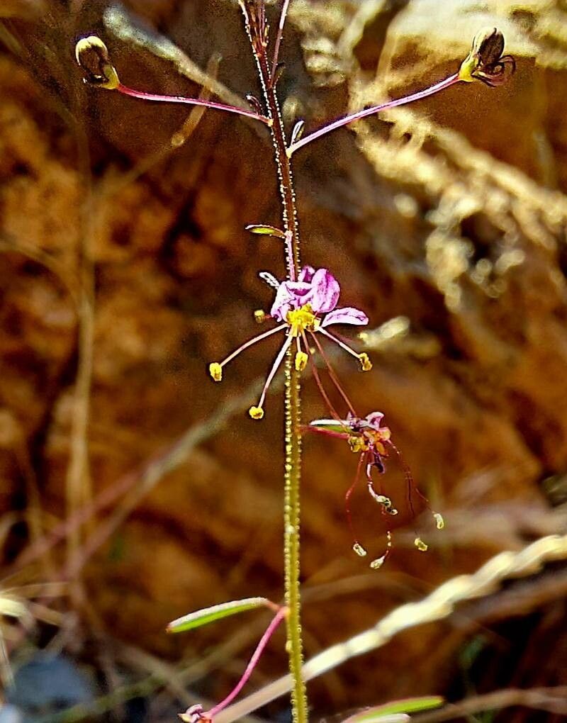 Cleome iberica flower