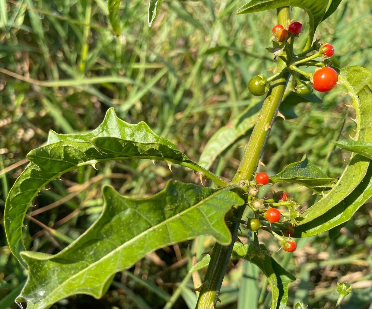 Solanum tampicense fruit
