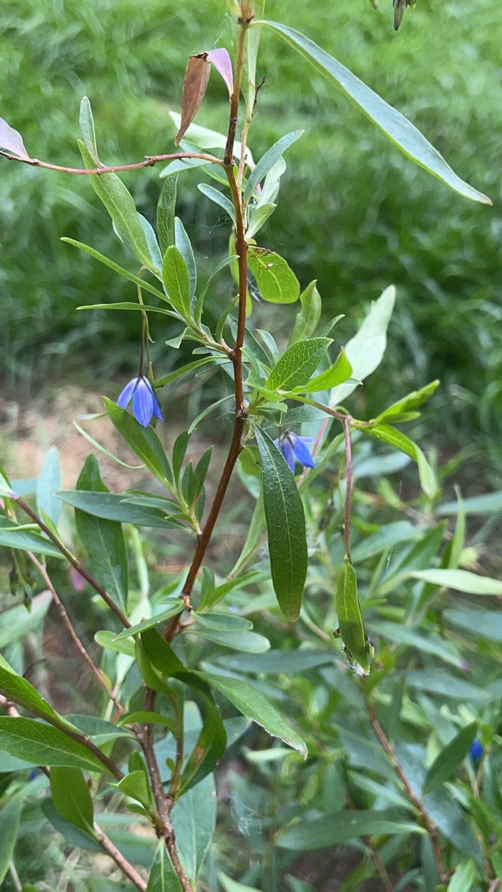 Billardiera heterophylla flower