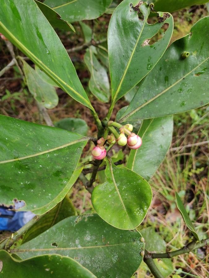 Clusia cuneata other