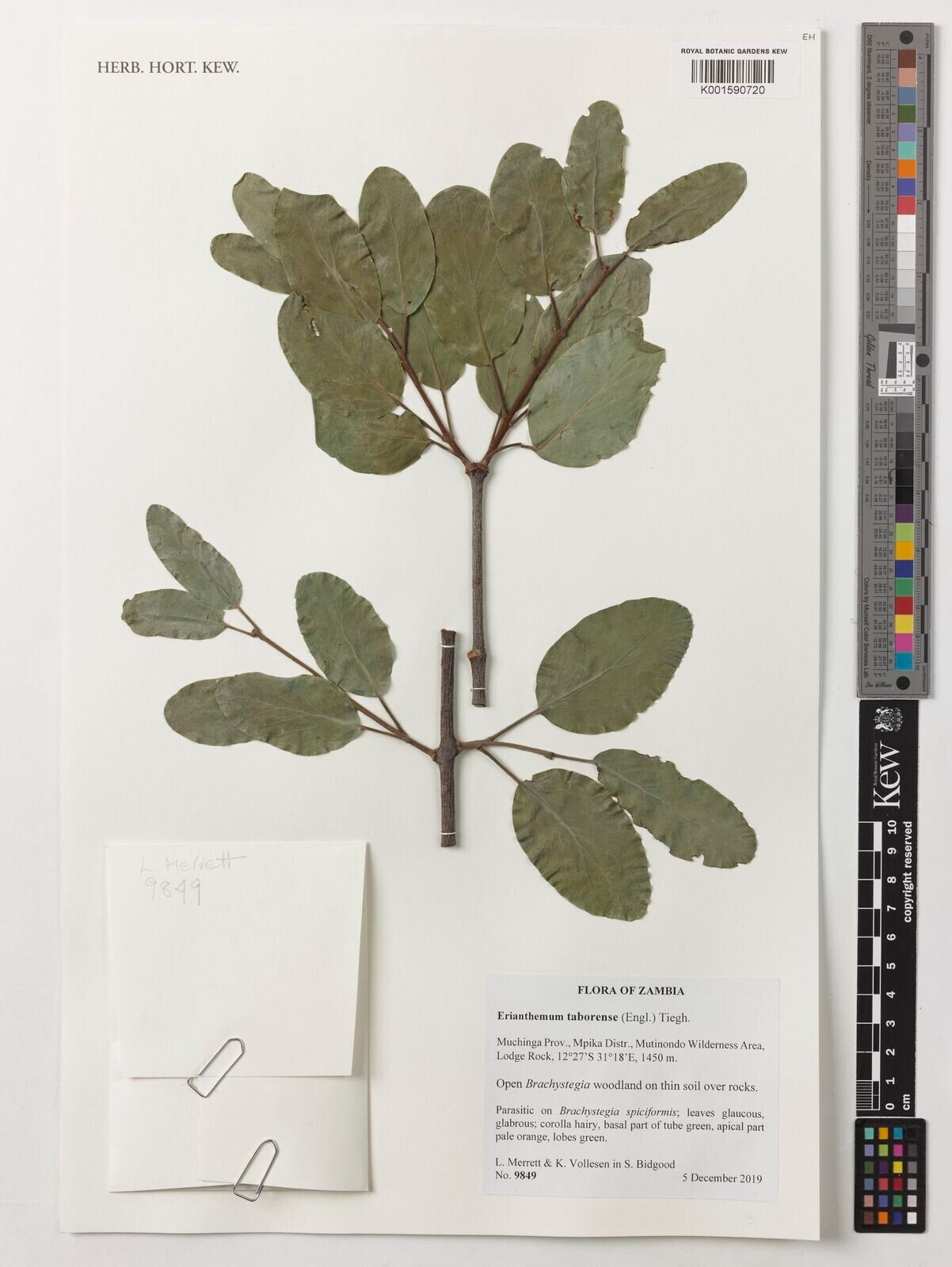 Erianthemum taborensis — related species from the same genus