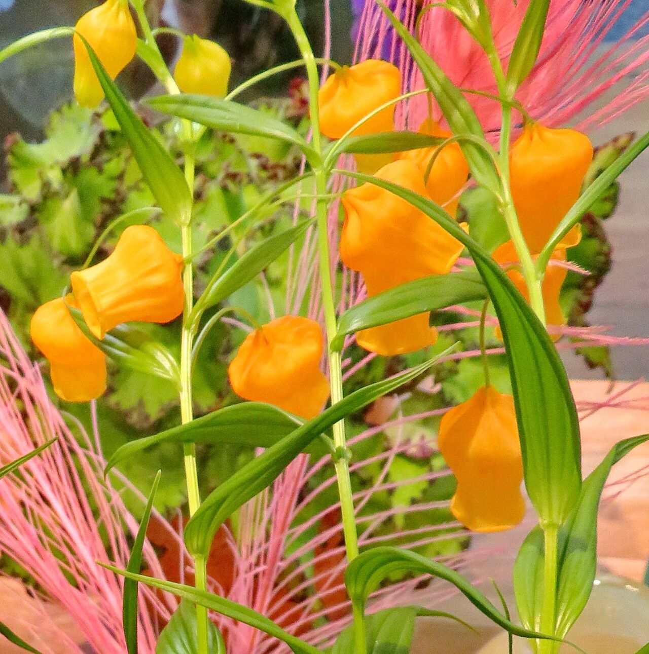 Sandersonia aurantiaca habit