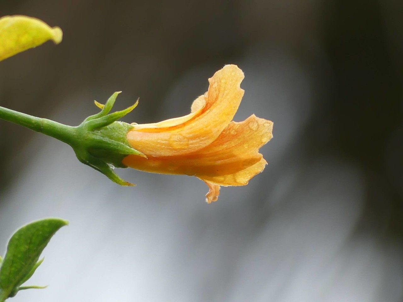 Hibiscus boryanus flower