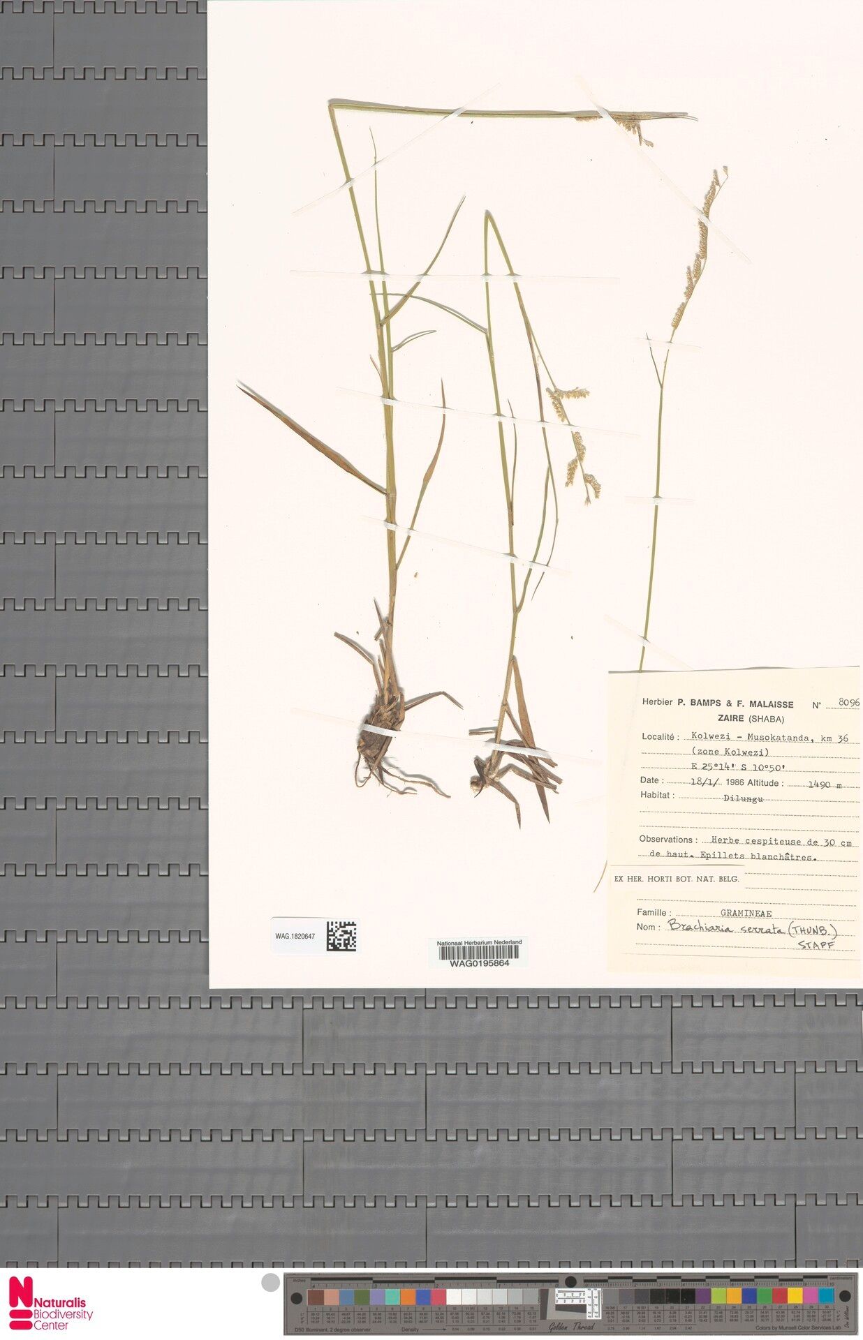 Urochloa turbinata — houseplant care guide