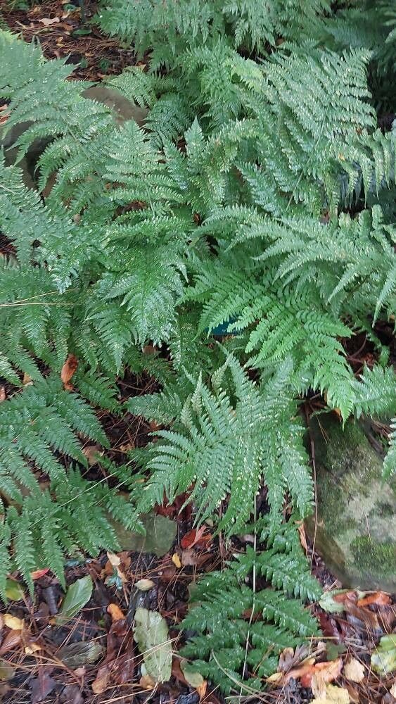 Polystichum xiphophyllum leaf