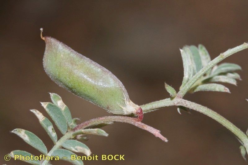 Vicia glauca other