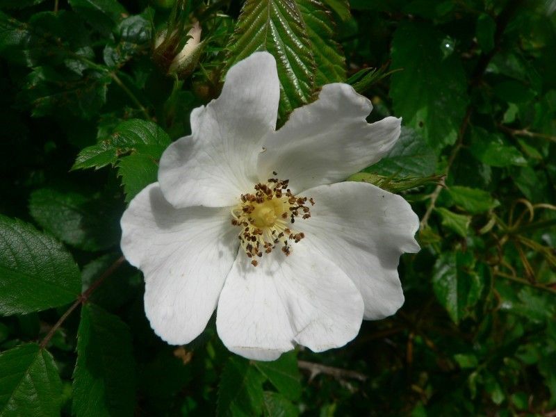 Rosa deseglisei flower
