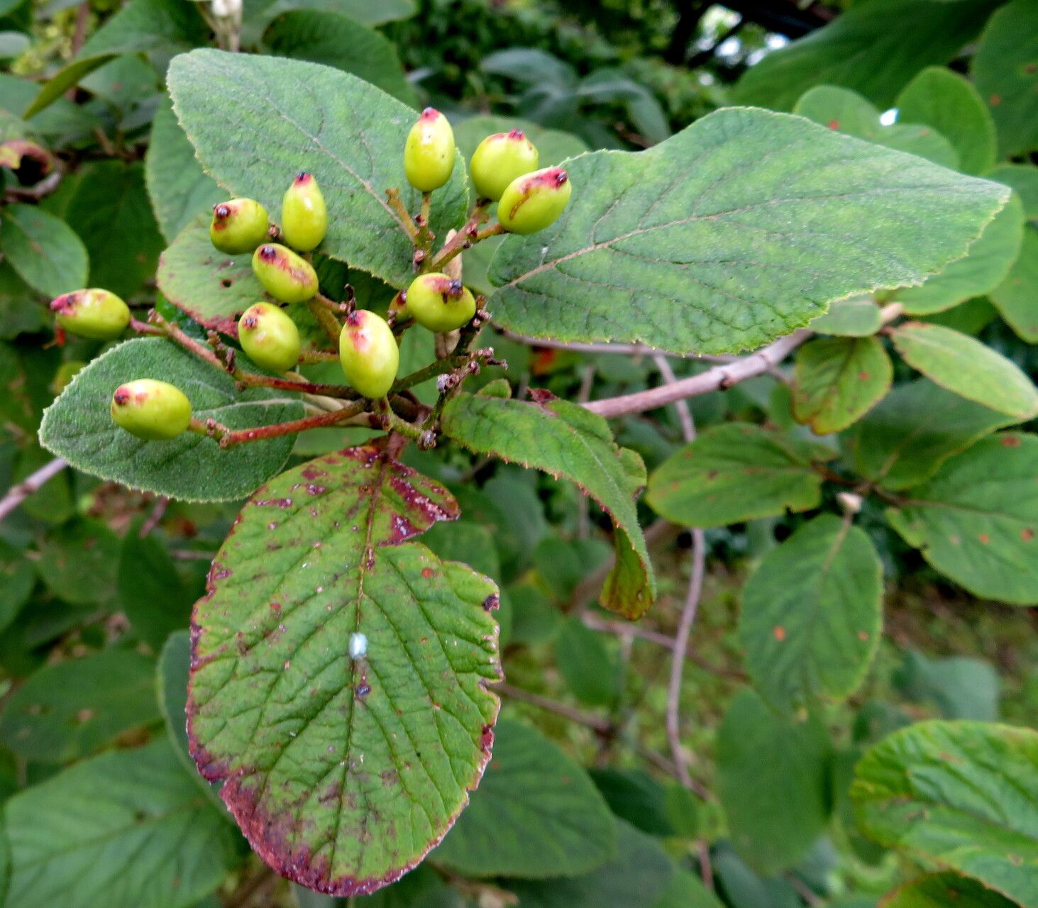 Viburnum schensianum fruit