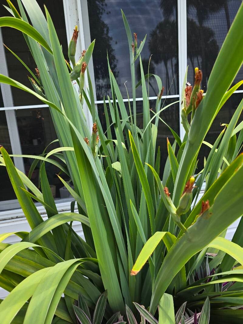 Trimezia coerulea habit