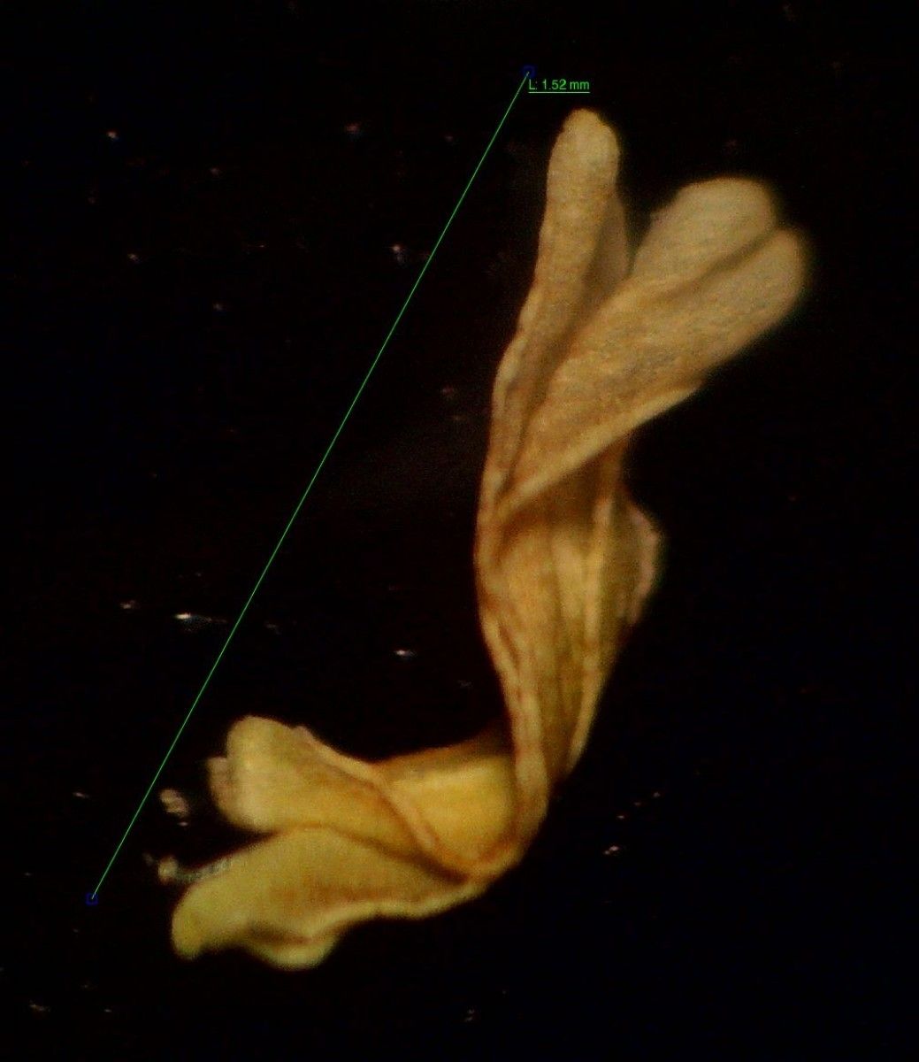 Festuca maritima habit