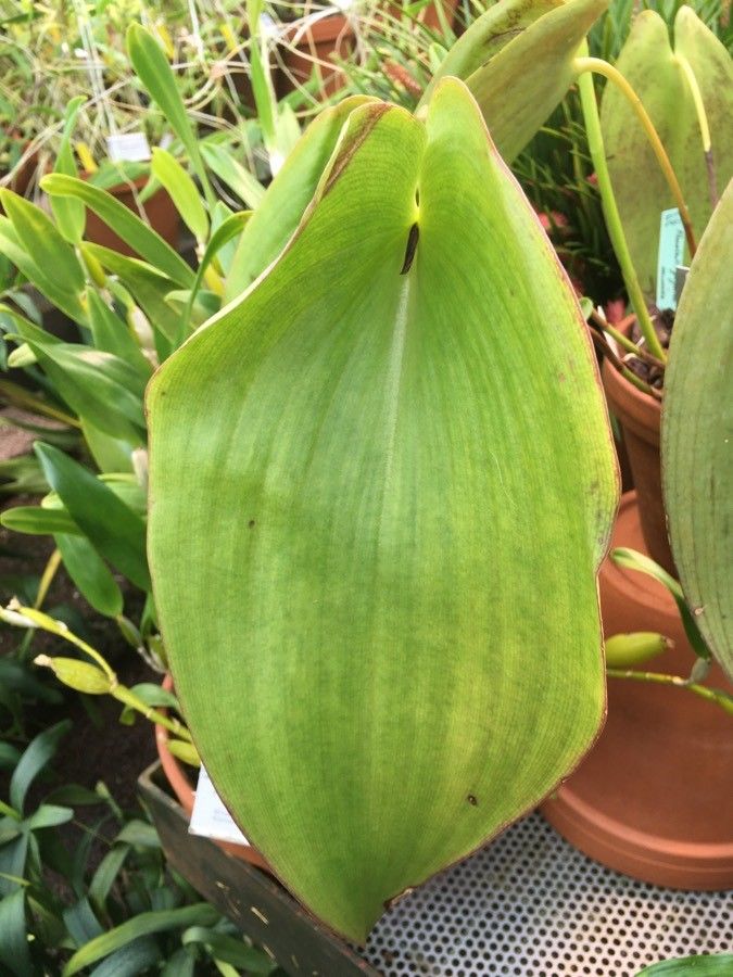 Pleurothallis gargantua — houseplant care guide