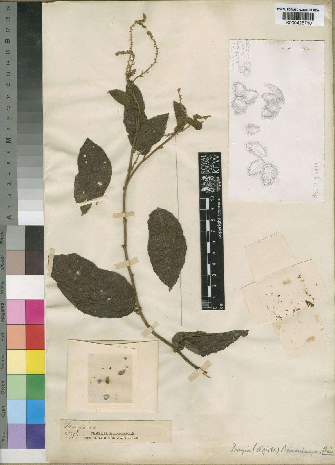 Tragia baroniana — related species from the same genus