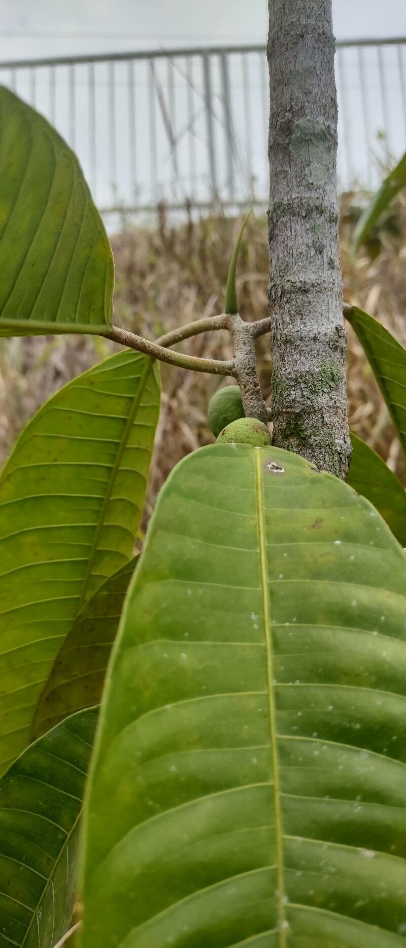 Ficus maxima — search result for 'Jamaica'