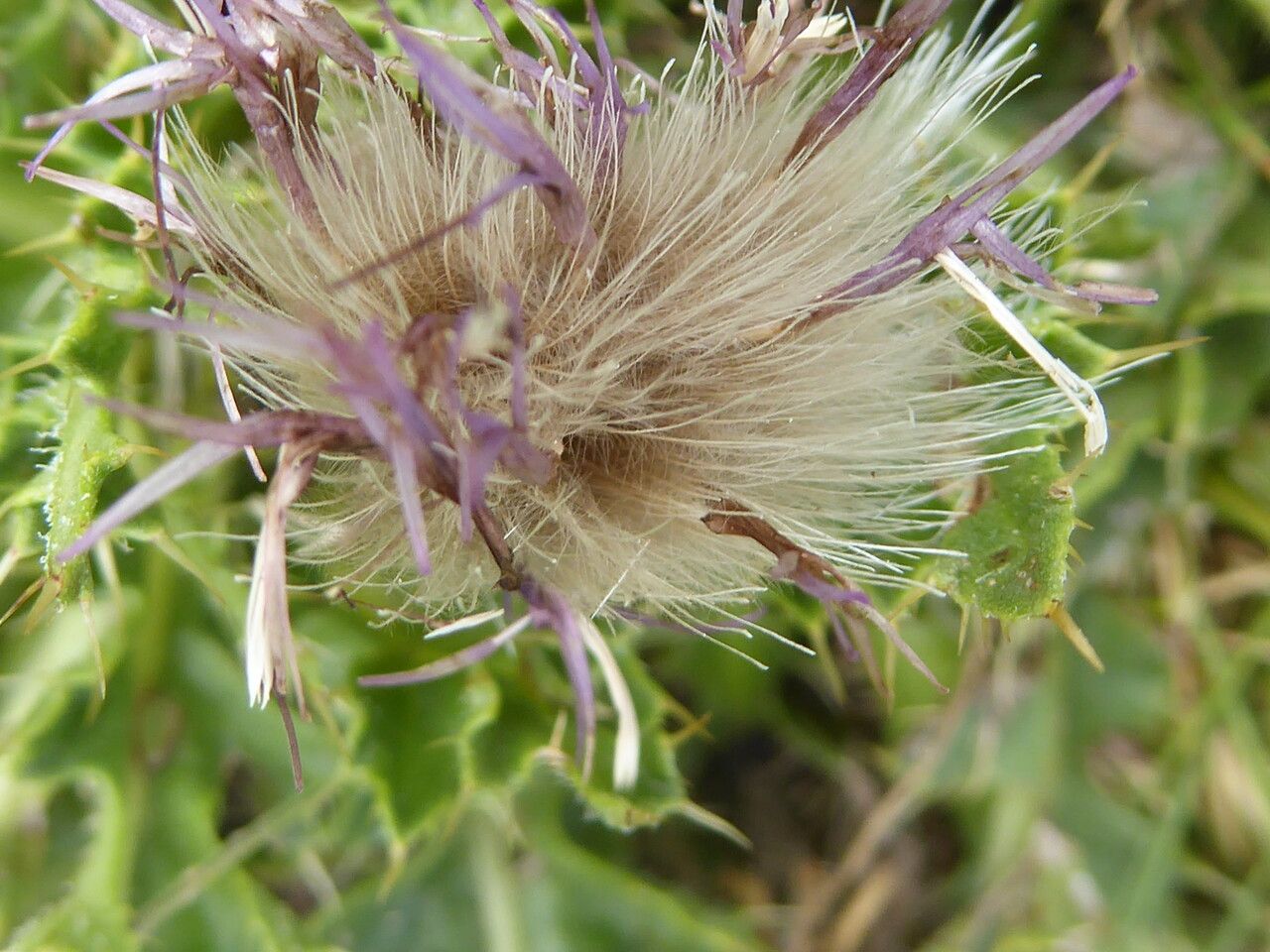 Cirsium acaulon fruit