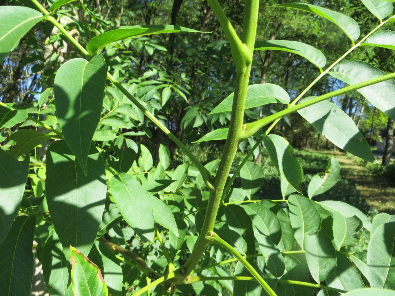 Juglans x intermedia bark