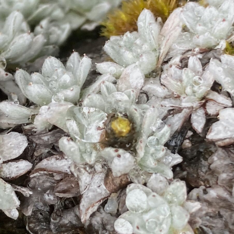 Mniodes radians flower