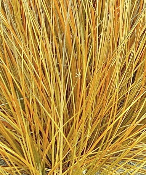 Ficinia spiralis — houseplant care guide