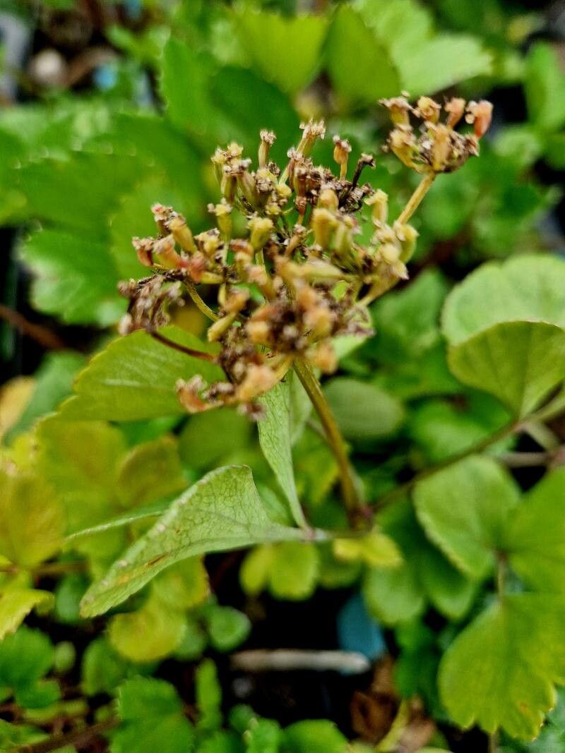 Ligusticum scothicum fruit