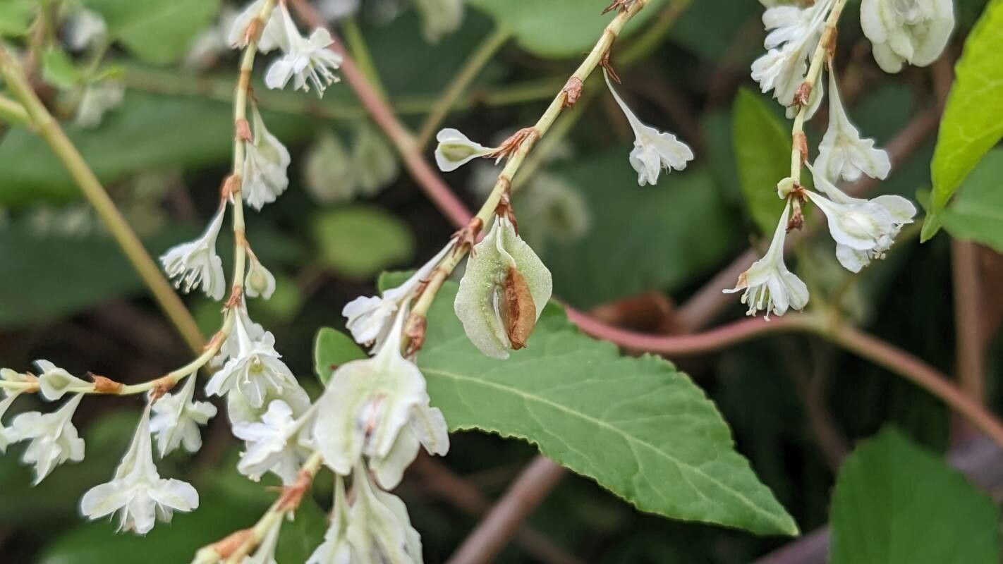 Fallopia aubertii fruit