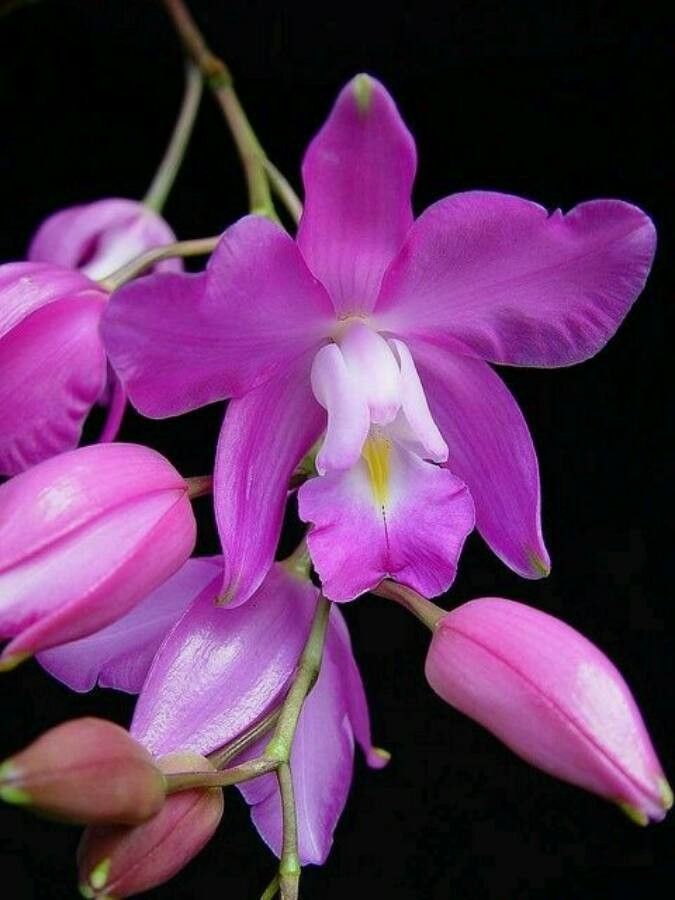 Laelia eyermaniana — houseplant care guide