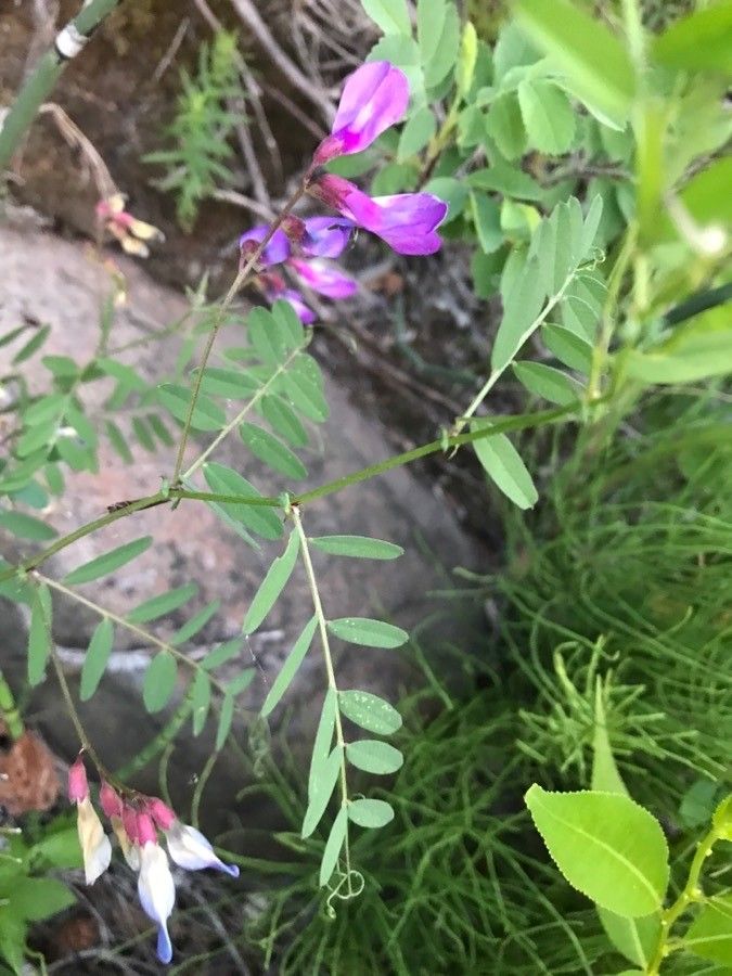 Vicia americana