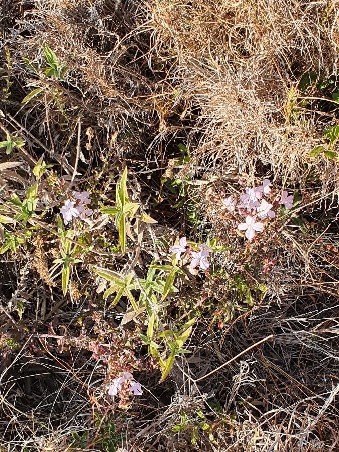 Cycnium volkensii habit