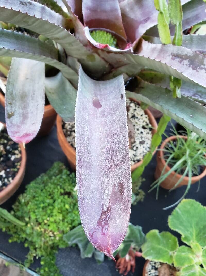 Neoregelia cruenta — houseplant care guide