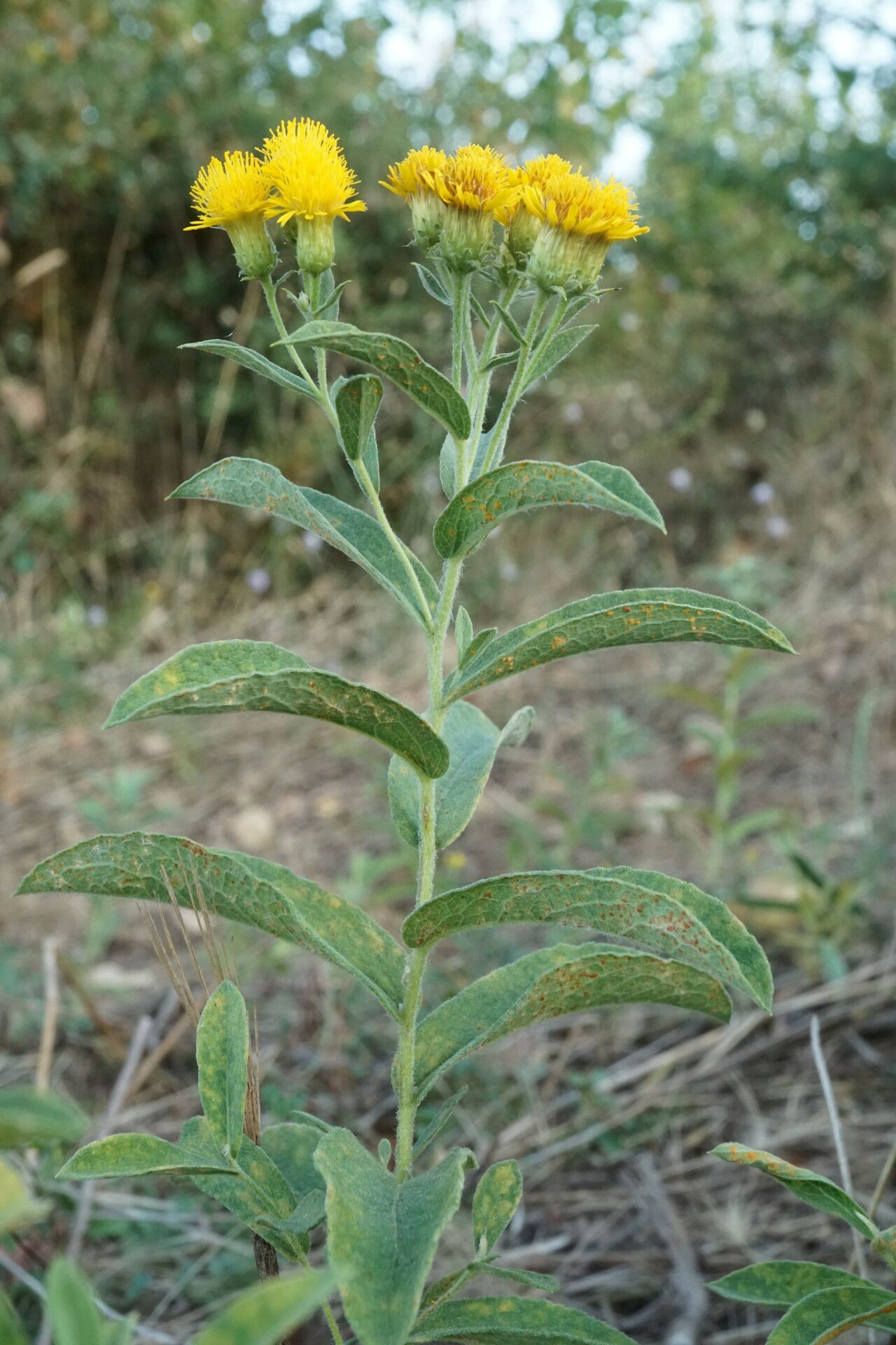 Pentanema germanicum habit