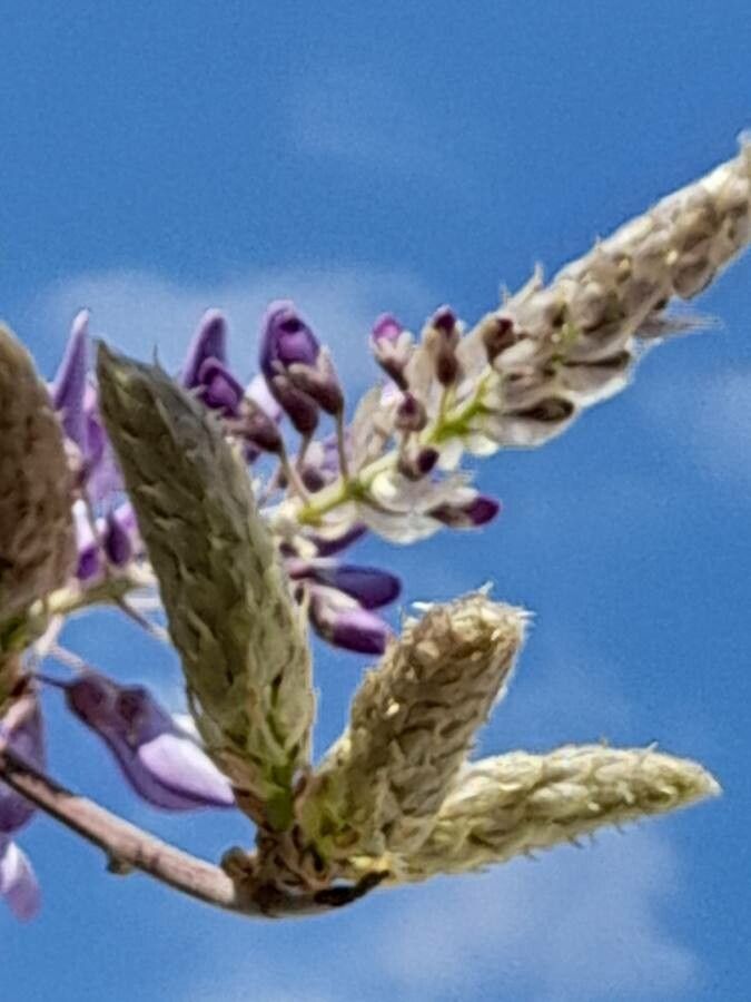 Astragalus brauntonii — search result for 'Astragalus'
