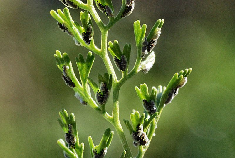 Asplenium fissum fruit