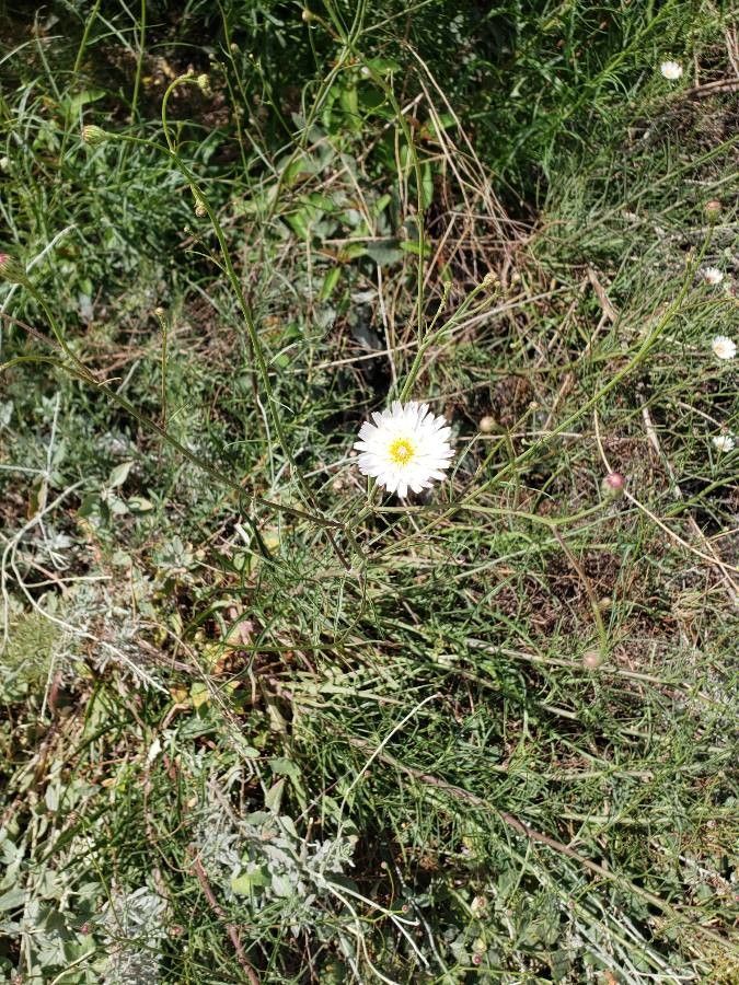 Malacothrix saxatilis flower