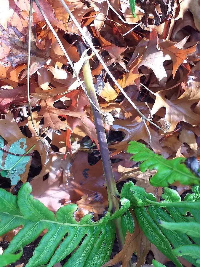 Woodwardia orientalis bark