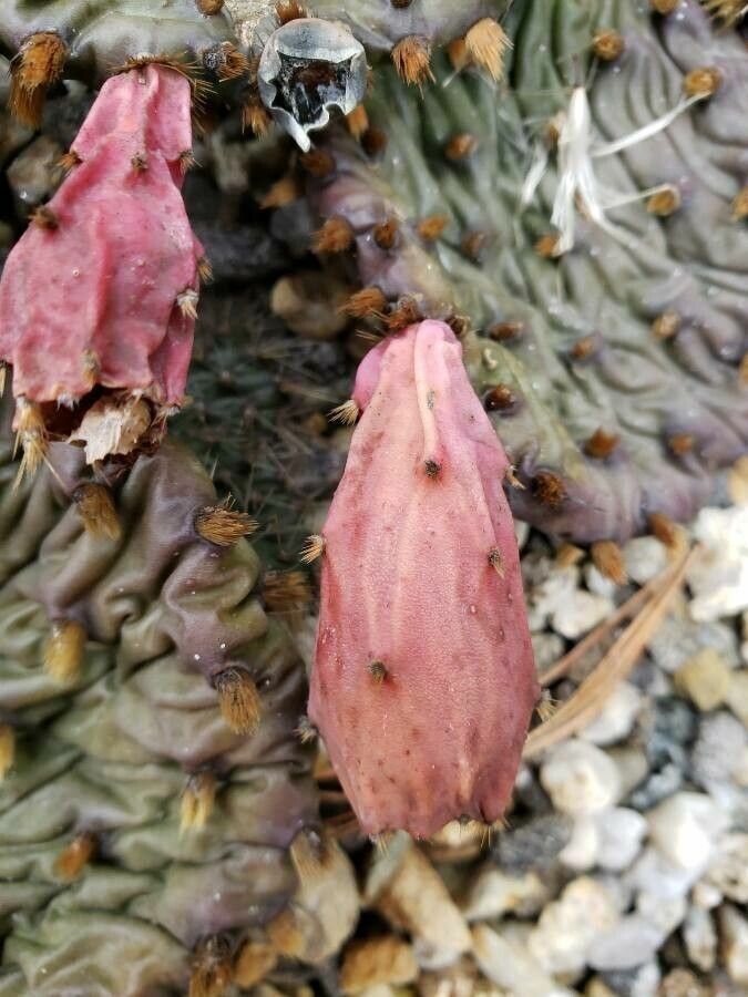 Opuntia macrorhiza fruit