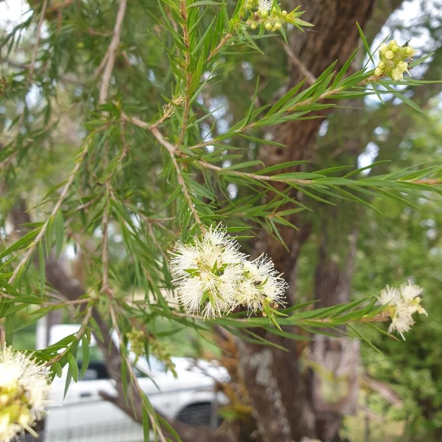 Melaleuca bracteata flower