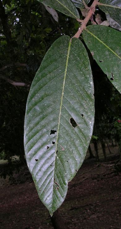 Licania belloi — houseplant care guide