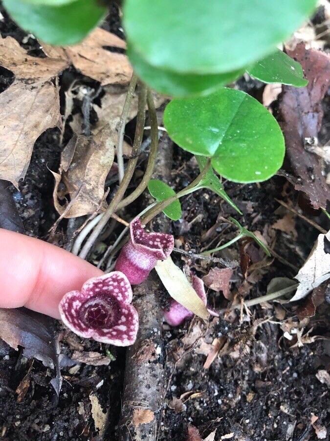 Asarum canadense fruit