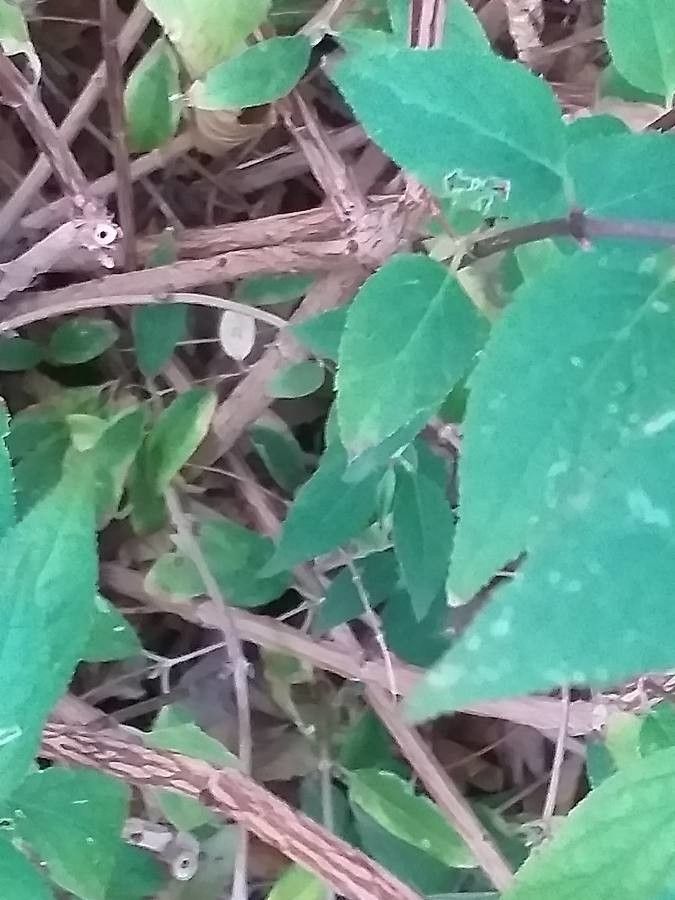 Deutzia purpurascens bark