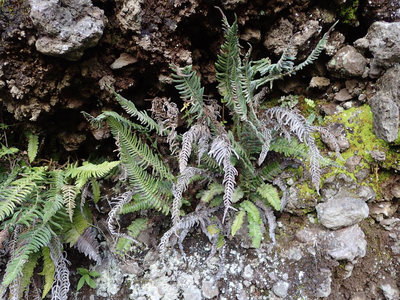 Blechnum australe habit