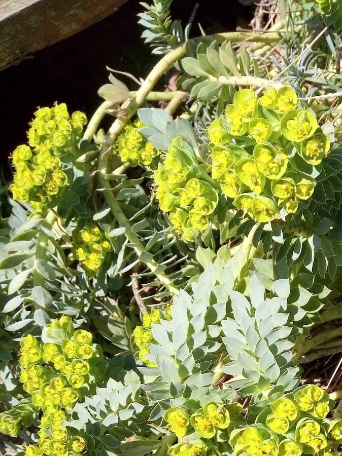 Euphorbia myrsinites flower