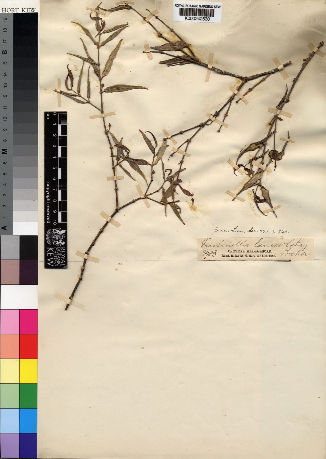 Medinilla lanceolata — search result for 'Medinilla'