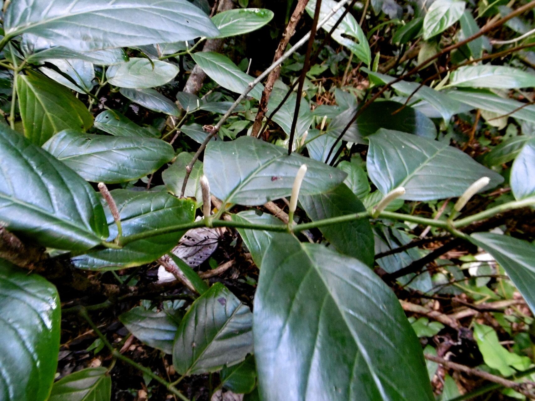 Piper glabrescens — search result for 'Piper'