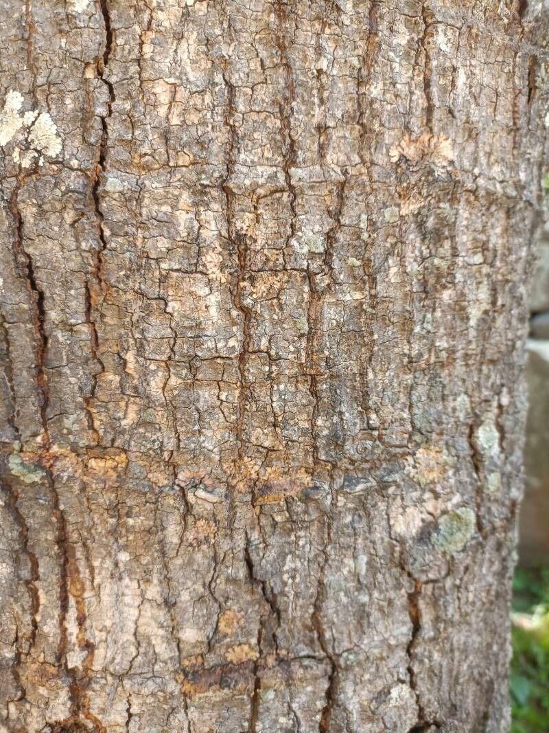 Anthocleista amplexicaulis bark