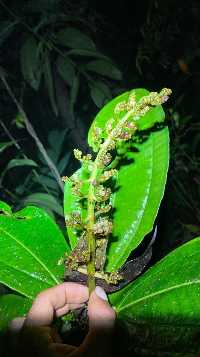 Miconia povedae fruit