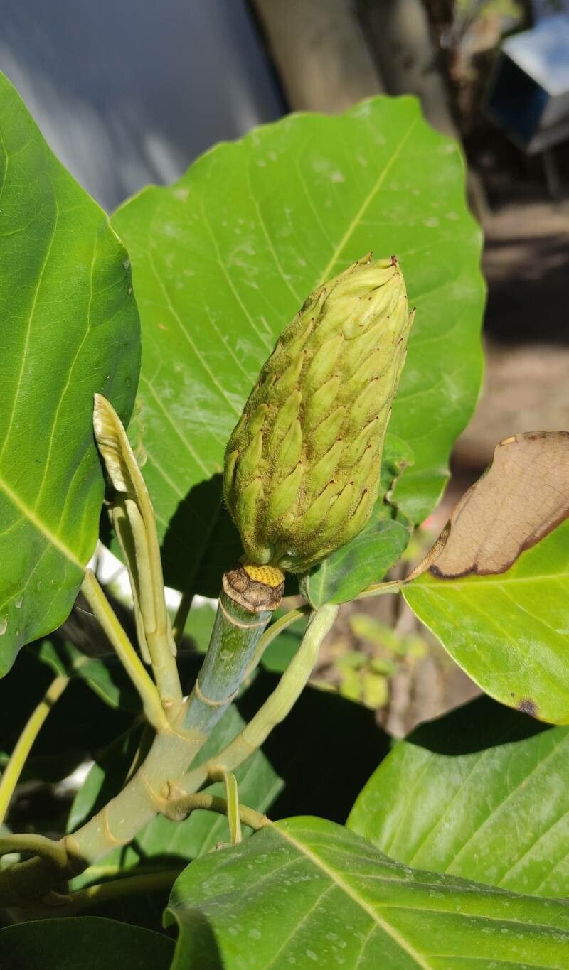 Magnolia delavayi fruit