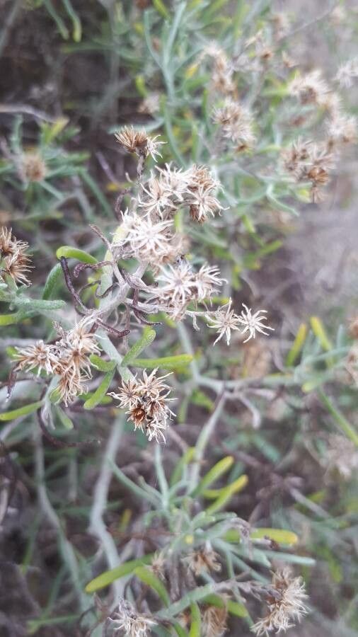 Schizogyne sericea fruit