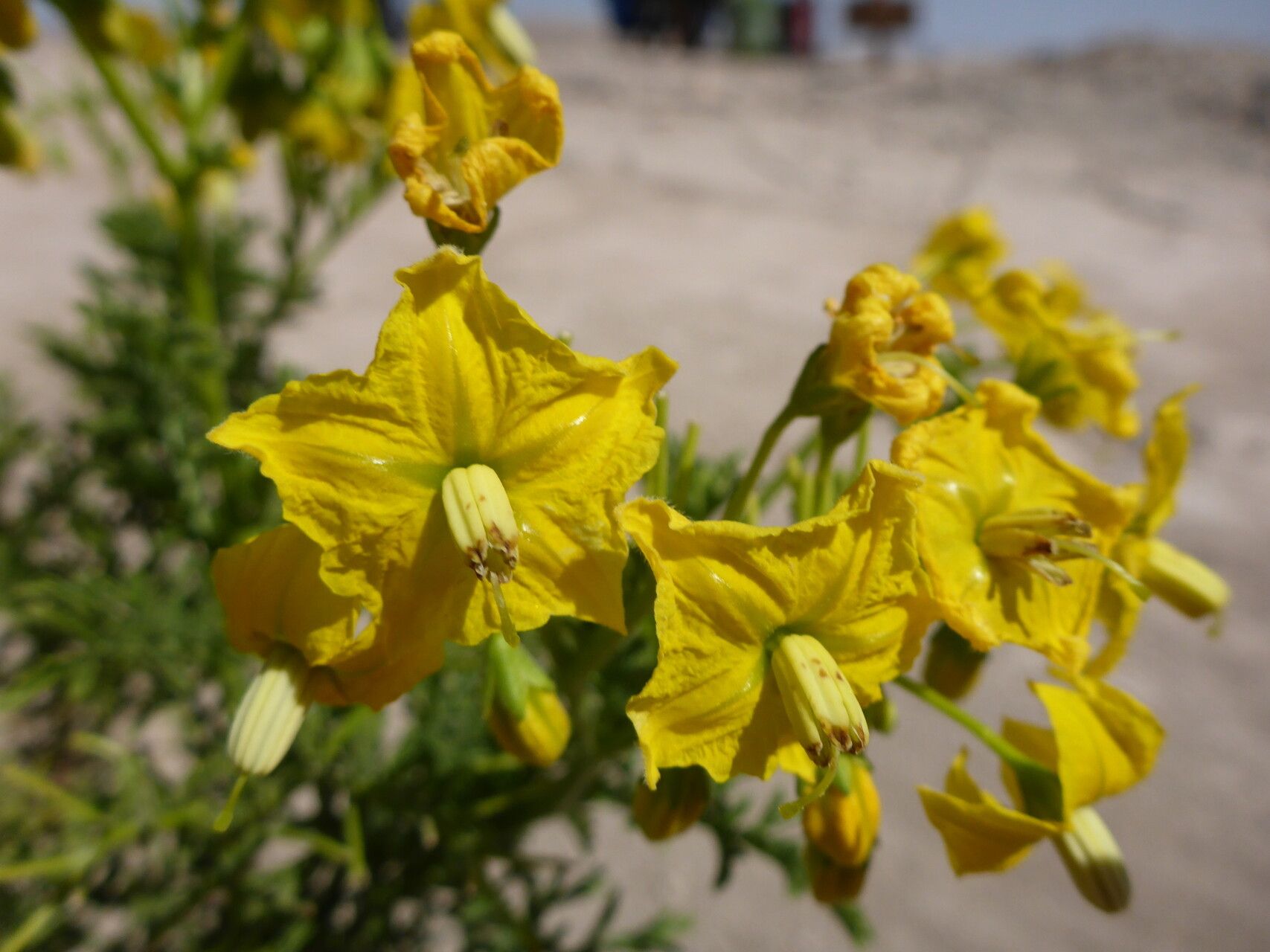 Solanum sitiens flower