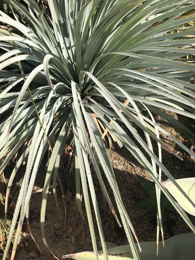 Agave palmeri — search result for 'Agave'