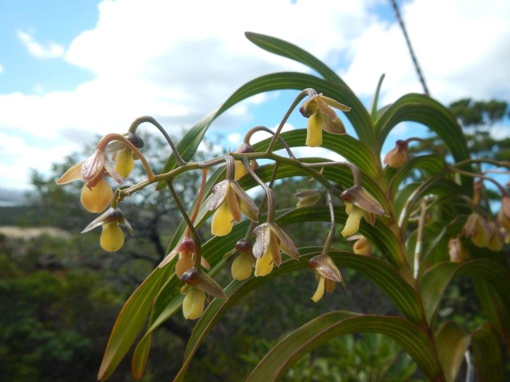 Dendrobium vandifolium — houseplant care guide
