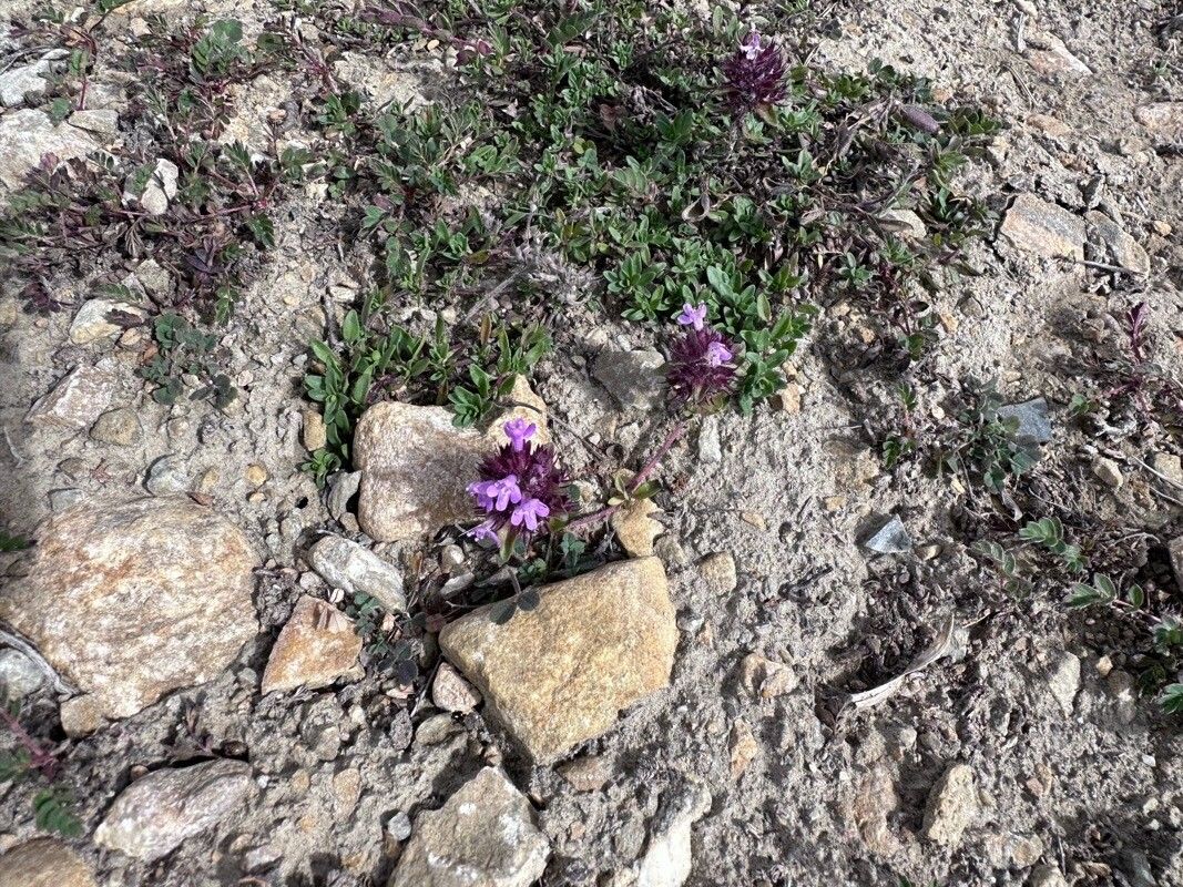 Thymus linearis flower